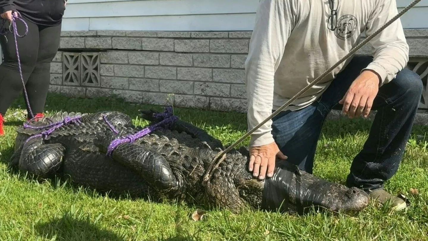 تمساح يفترس سيدة في ولاية فلوريدا