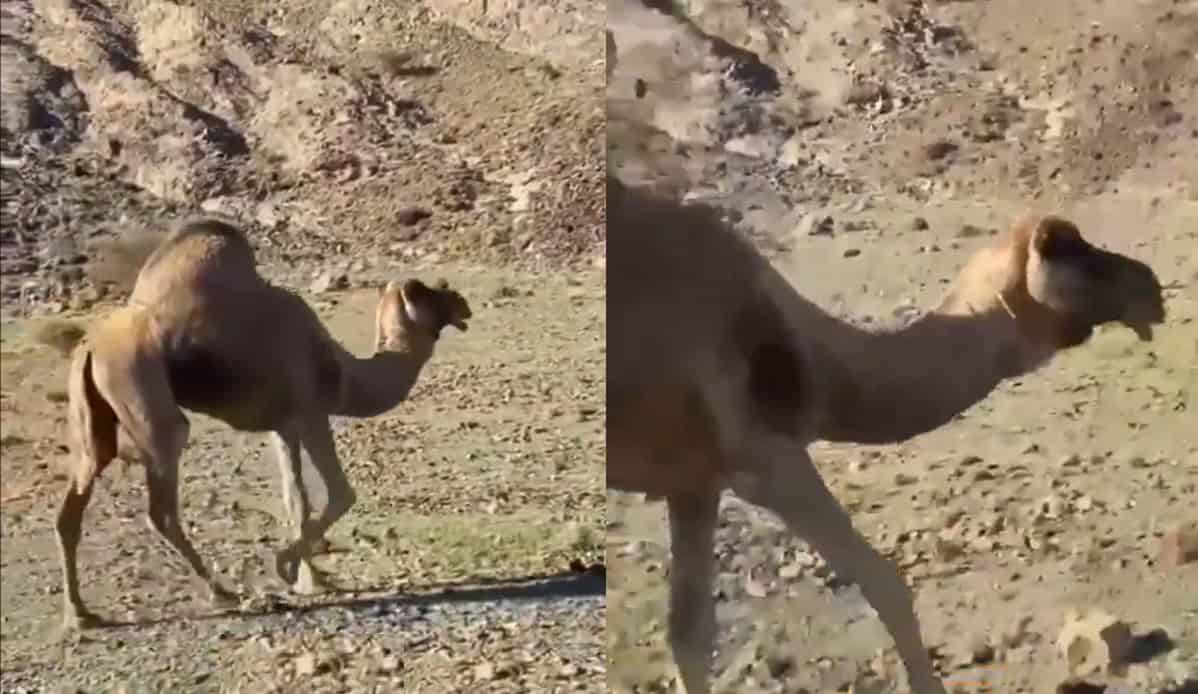 الناقة المعجزة