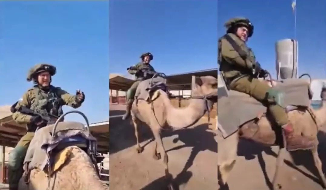 جندي اسرائيلي يسرق جمل فلسطيني