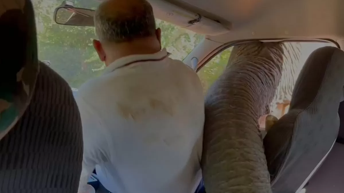 فيل جائع يهاجم سيارة سياح أستراليين
