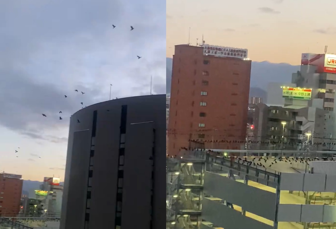 ظهور الغربان قبل زلزال اليابان