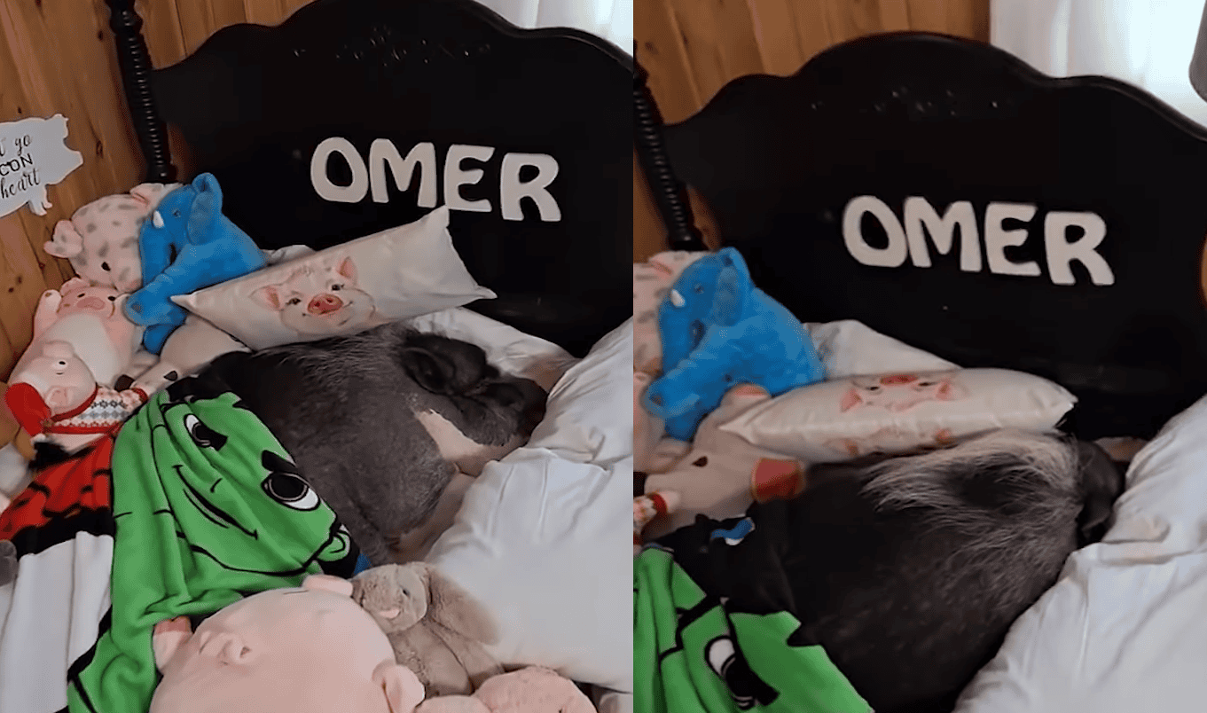 وقاحة كبيرة تستفز المسلمين في أمريكا.. خنزير في منزل أسرة تطلق عليه "عمر"