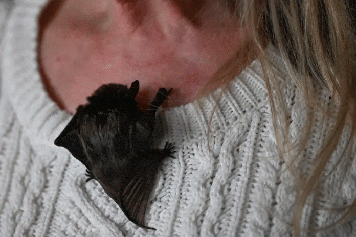 باربرا غوريكا تعتني بأحد الخفافيش في شقتها