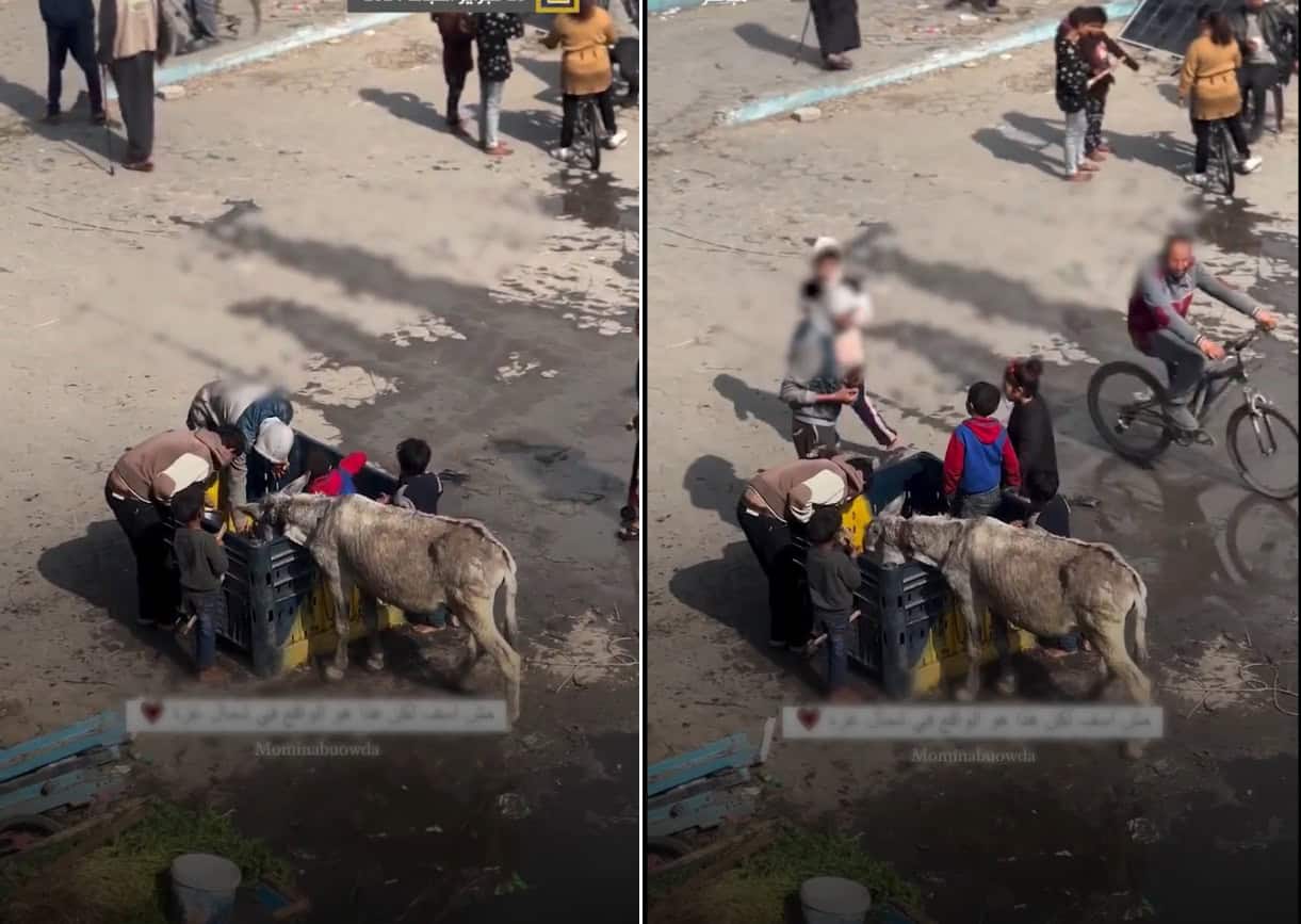 أطفال غزة يبحثون عن طعام مع حمار داخل صندوق يبدو أنه للقمامة