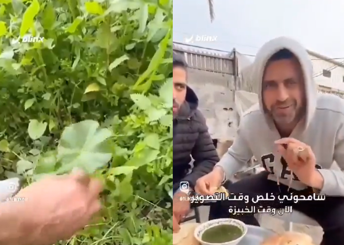 "هدية السماء".. كيف ساعد "نبات بري الخبيزة" أهالي غزة على محاربة المجاعة؟