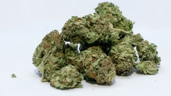 القنب الهندي