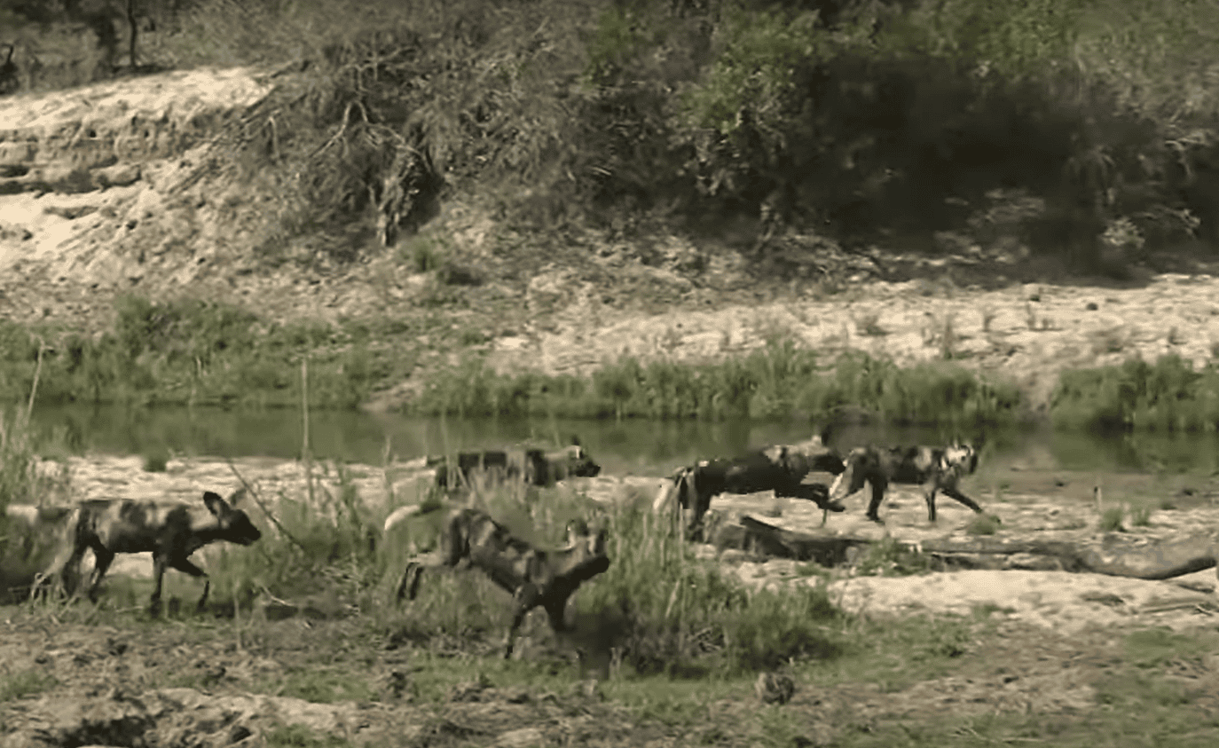 ضبع يدخل بالخطأ منطقة كلاب برية جائعة وهذا ما حدث