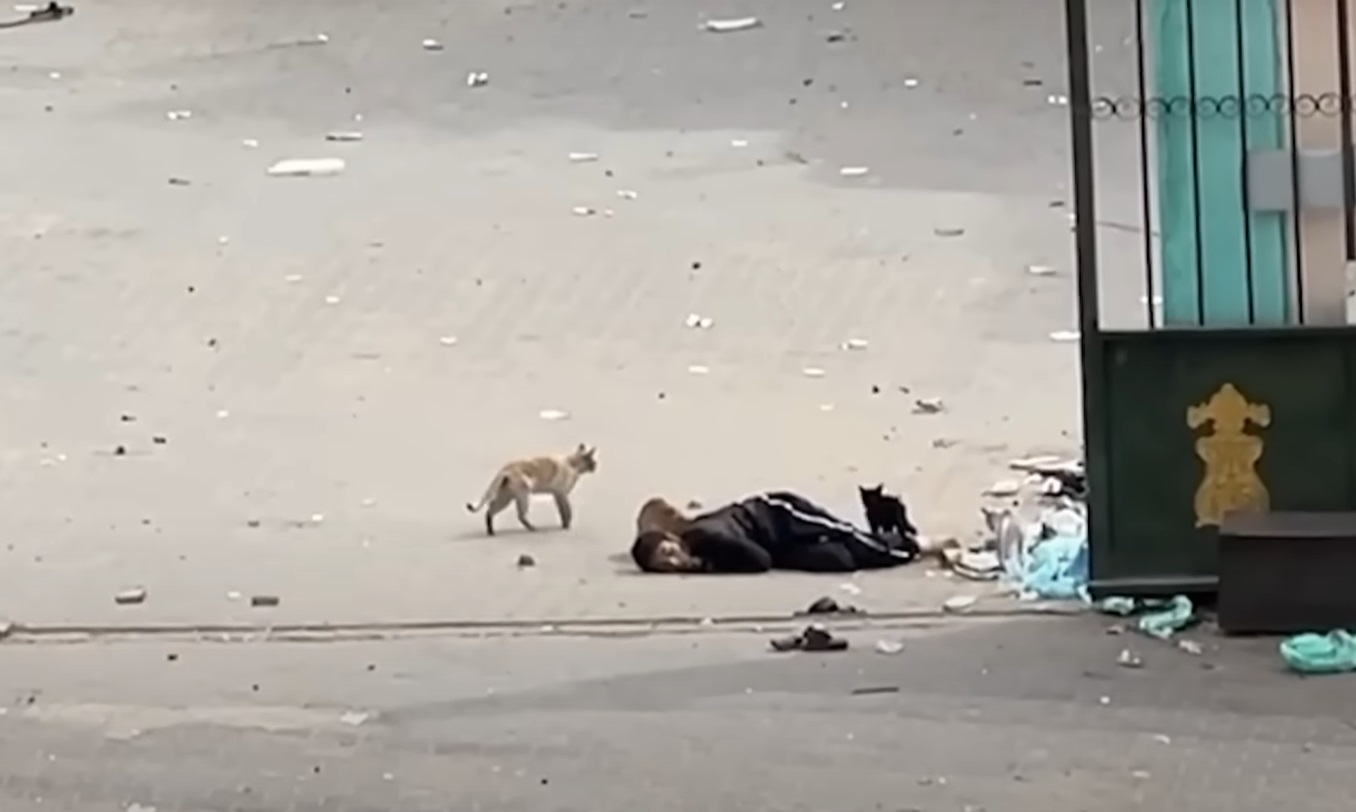 قطط تنهش جثمان طفل فلسطيني في غزة