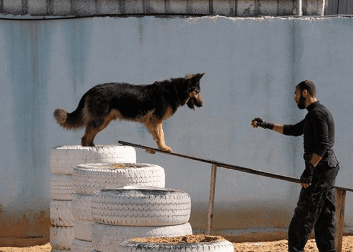 ظاهرة غريبة ومحيرة.. ما قصة "كلاب غزة" التي شغلت الإعلام العبري؟