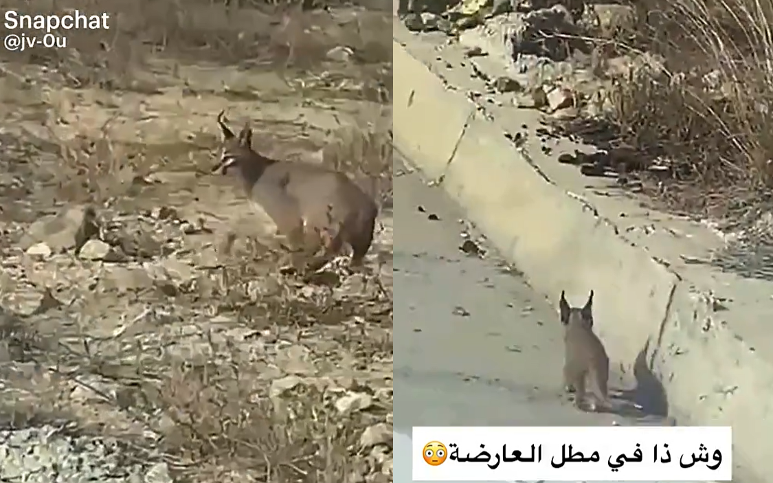 السعودية.. حيوان مفترس يثير الضجة في أحد شوارع جازان