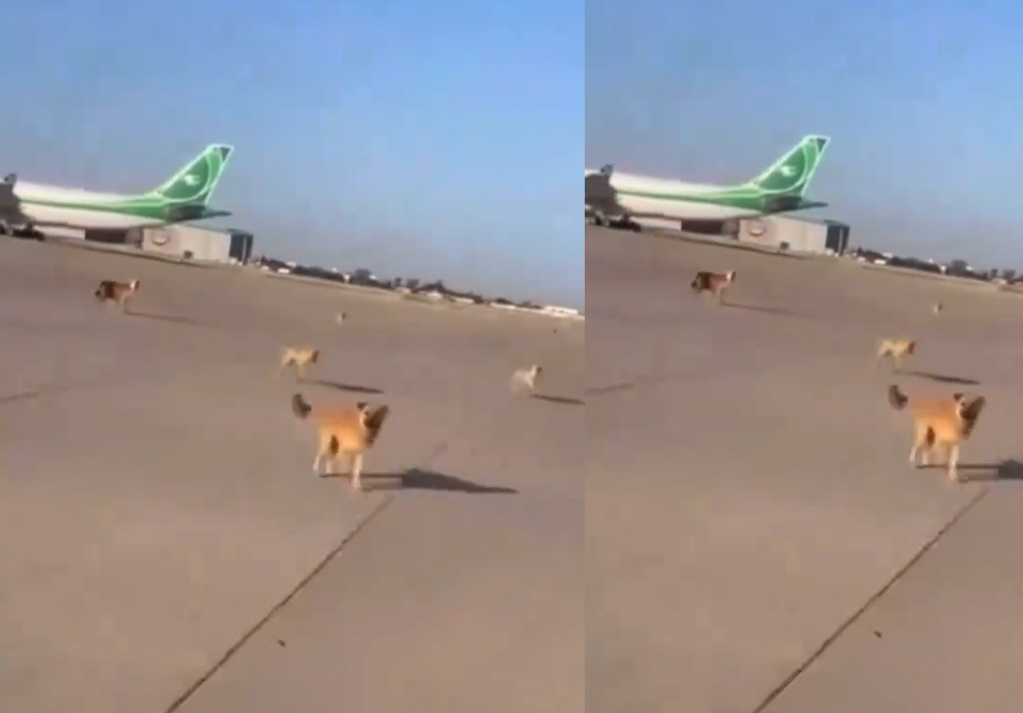وزارة النقل العراقية توضح قصة الكلاب داخل مطار بغداد