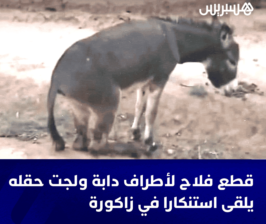 دون رحمة.. فلاح مغربي يقطع رجلي حمار لأنه دخل أرضه بحثاً عن الكلأ
