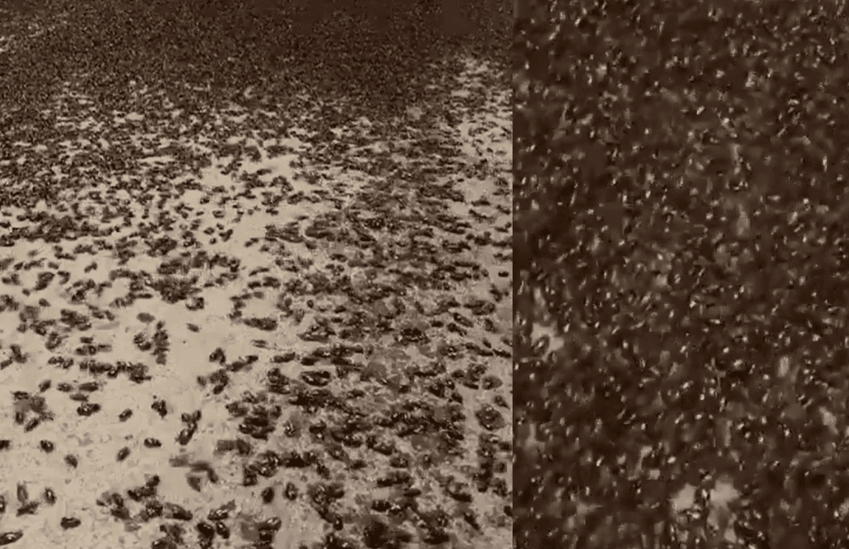 مشهد مرعب لخنافس تغزو السعودية ومركز الوقاية من الآفات يوضح