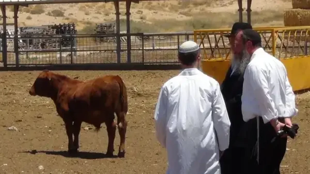 ذبح البقرة الحمراء في المسجد الأقصى