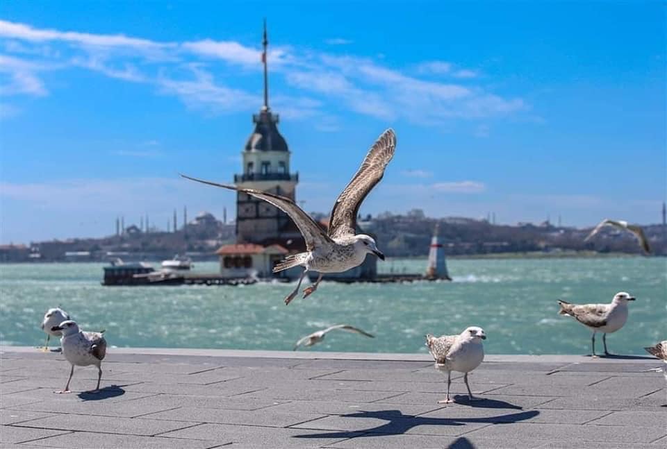 أثار مقطع مصور متداول في منصات التواصل ضجة واسعة بعدما أظهر طائر نورس يطير على أكتاف آخر في ولاية كوجالي شمال غربي تركيا