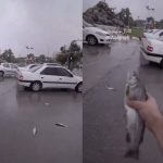 تساقط أسماك من السماء في إيران